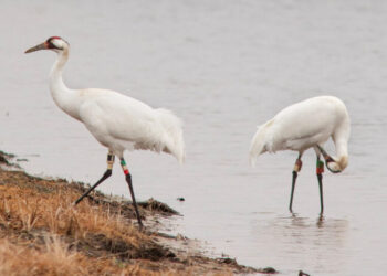 The Glorious Birds We Saved