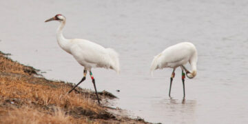 The Glorious Birds We Saved