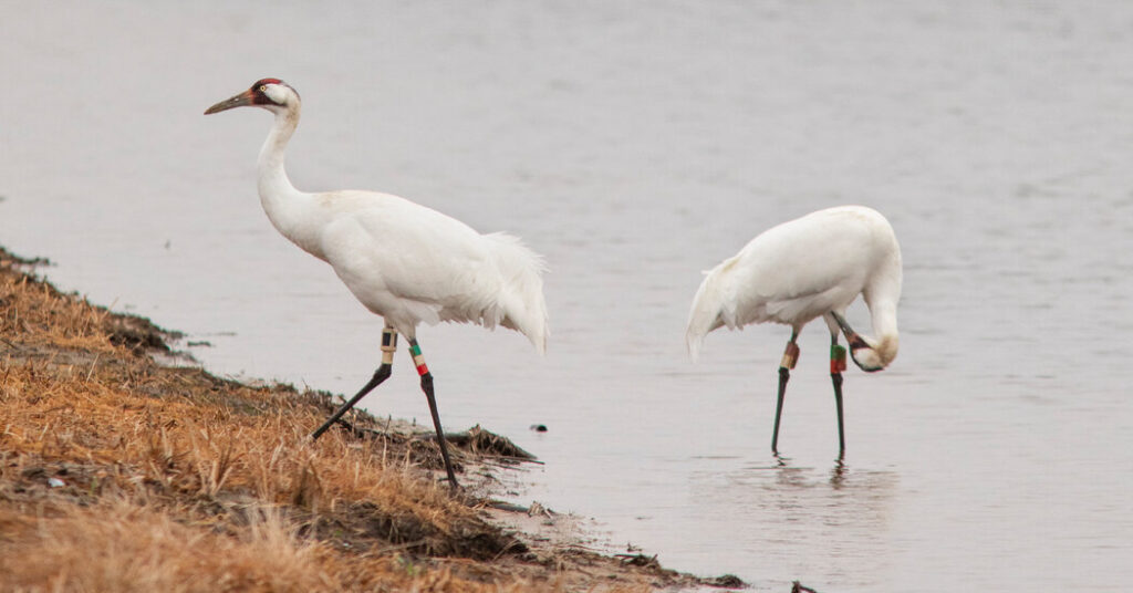 The Glorious Birds We Saved