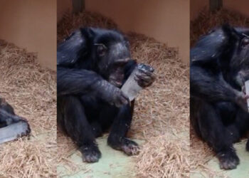 Chimpanzees Are Really Into Crystals
