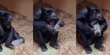 Chimpanzees Are Really Into Crystals