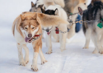 Feel the Canine Charisma: Dog-Sledding in Northern Minnesota