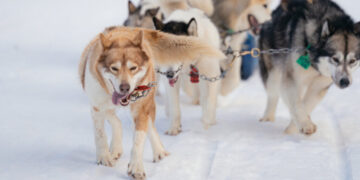 Feel the Canine Charisma: Dog-Sledding in Northern Minnesota