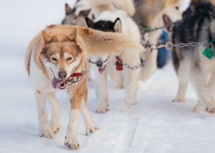 Feel the Canine Charisma: Dog-Sledding in Northern Minnesota