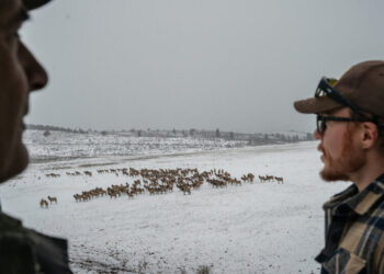 In a Wild Corner of the West, Elk Are Everywhere and Causing Conflict