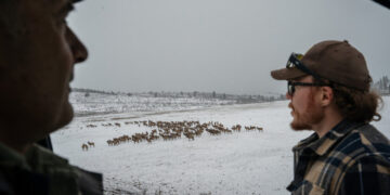 In a Wild Corner of the West, Elk Are Everywhere and Causing Conflict
