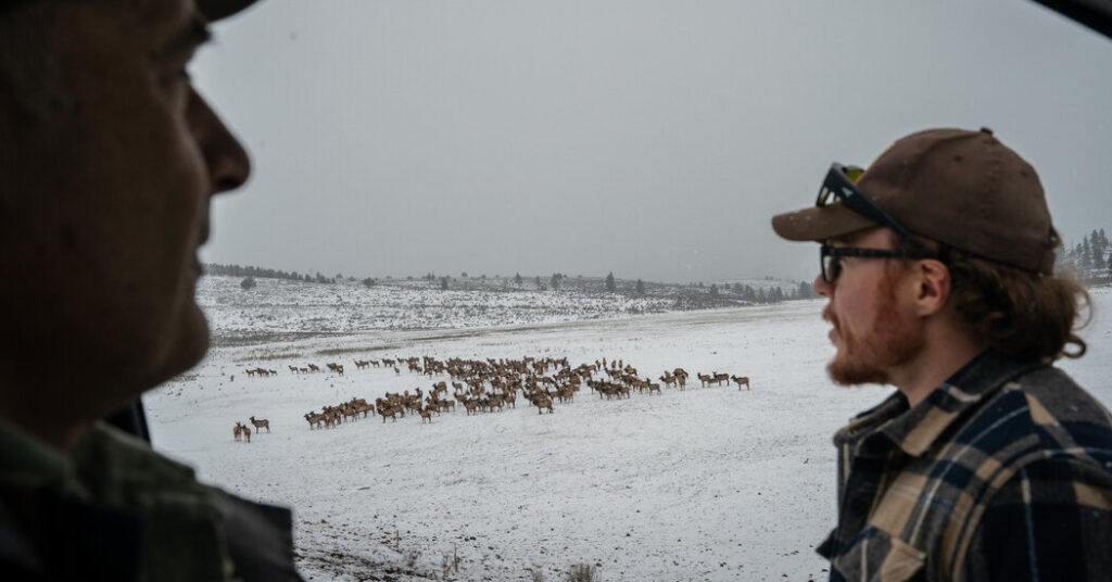 In a Wild Corner of the West, Elk Are Everywhere and Causing Conflict
