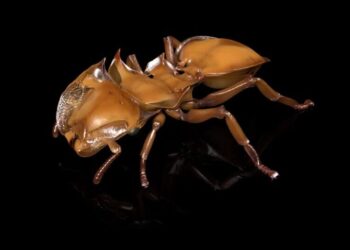 You’ve Never Seen Ants Like This Before