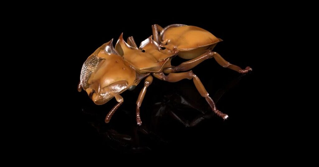 You’ve Never Seen Ants Like This Before