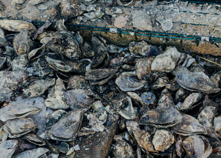 After a Brutal Winter, Worse News for Oyster Farmers