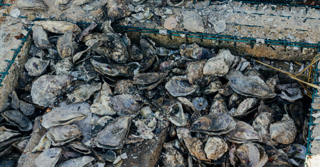 After a Brutal Winter, Worse News for Oyster Farmers