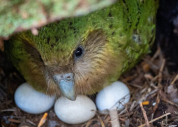 Superfood Fuels Mating Frenzy for a Critically Endangered Parrot