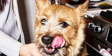 A $1,000 Dog Grooming Session? The Pet Wellness Industry Is Booming.