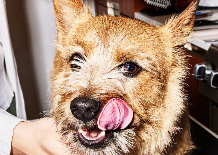 A $1,000 Dog Grooming Session? The Pet Wellness Industry Is Booming.