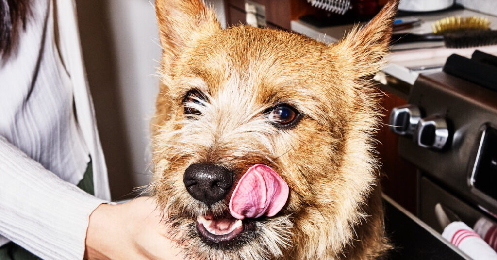 A $1,000 Dog Grooming Session? The Pet Wellness Industry Is Booming.