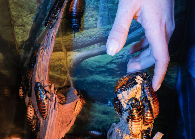 They Feel

Bugs Inside Them.

Doctors

Don’t Know Why.