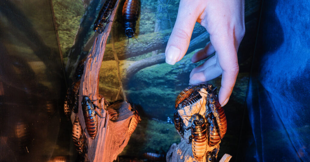 They Feel

Bugs Inside Them.

Doctors

Don’t Know Why.