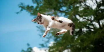 A New Study Details How Cats Almost Always Land on Their Feet