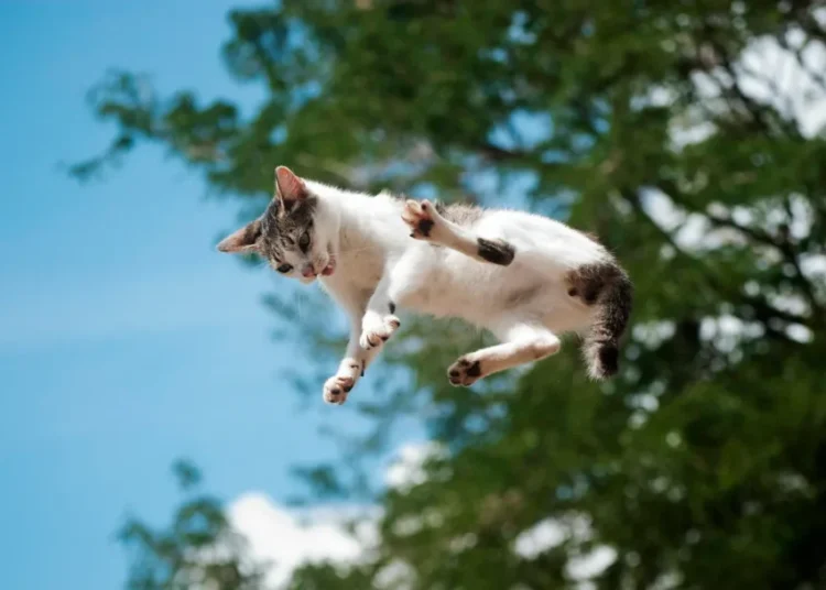 A New Study Details How Cats Almost Always Land on Their Feet