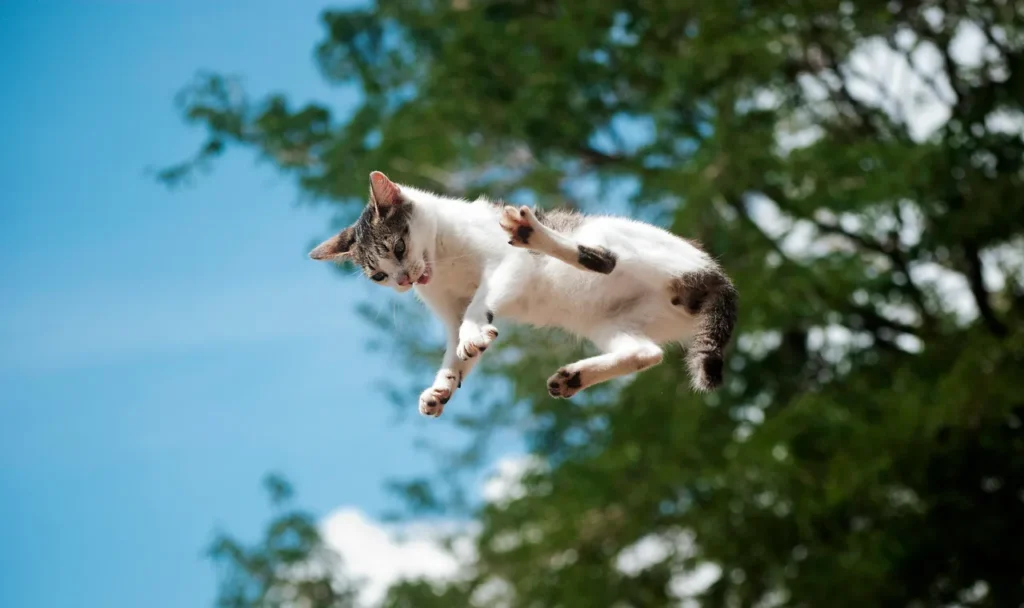 A New Study Details How Cats Almost Always Land on Their Feet