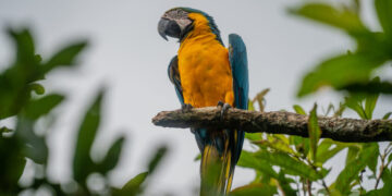 In Ancient Peru, a Parrot Trade That Crossed the Andes