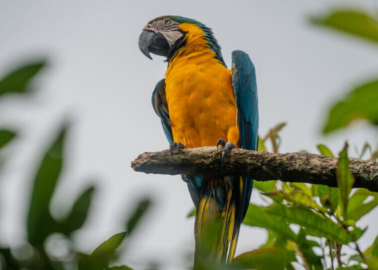 In Ancient Peru, a Parrot Trade That Crossed the Andes