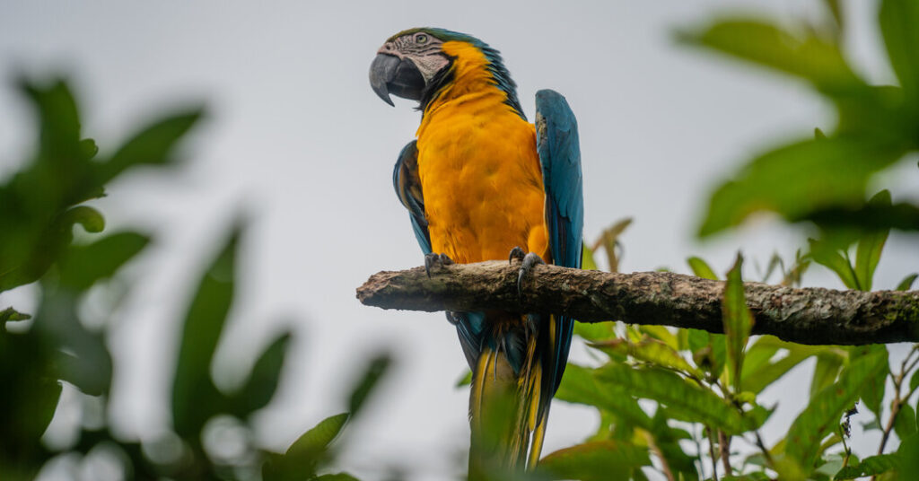 In Ancient Peru, a Parrot Trade That Crossed the Andes