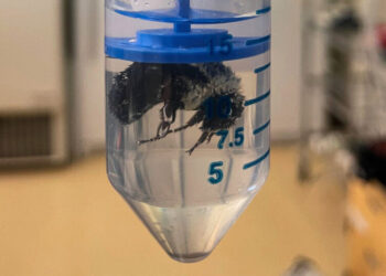 Bumblebee Queens Can Breathe Underwater