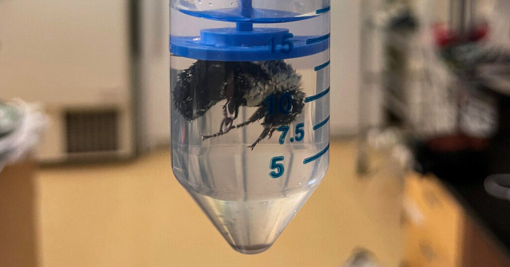 Bumblebee Queens Can Breathe Underwater