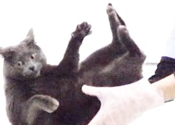 Why Falling Cats Always Seem to Land on Their Feet