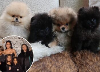 Kim Kardashian ignores PETA backlash by sharing photos of her kids’ 4 new puppies