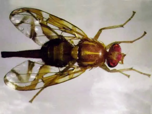 A close-up, top-down view of a small brown fruit fly with red eyes, yellow stripes on its back, and transparent wings with dark veins.