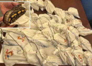 Dozens of live pythons found on truck attempting to cross Mexican border