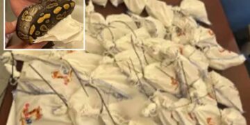 Dozens of live pythons found on truck attempting to cross Mexican border