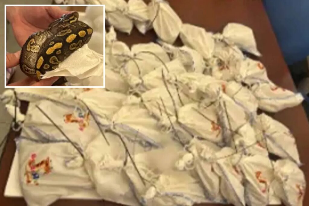 Dozens of live pythons found on truck attempting to cross Mexican border