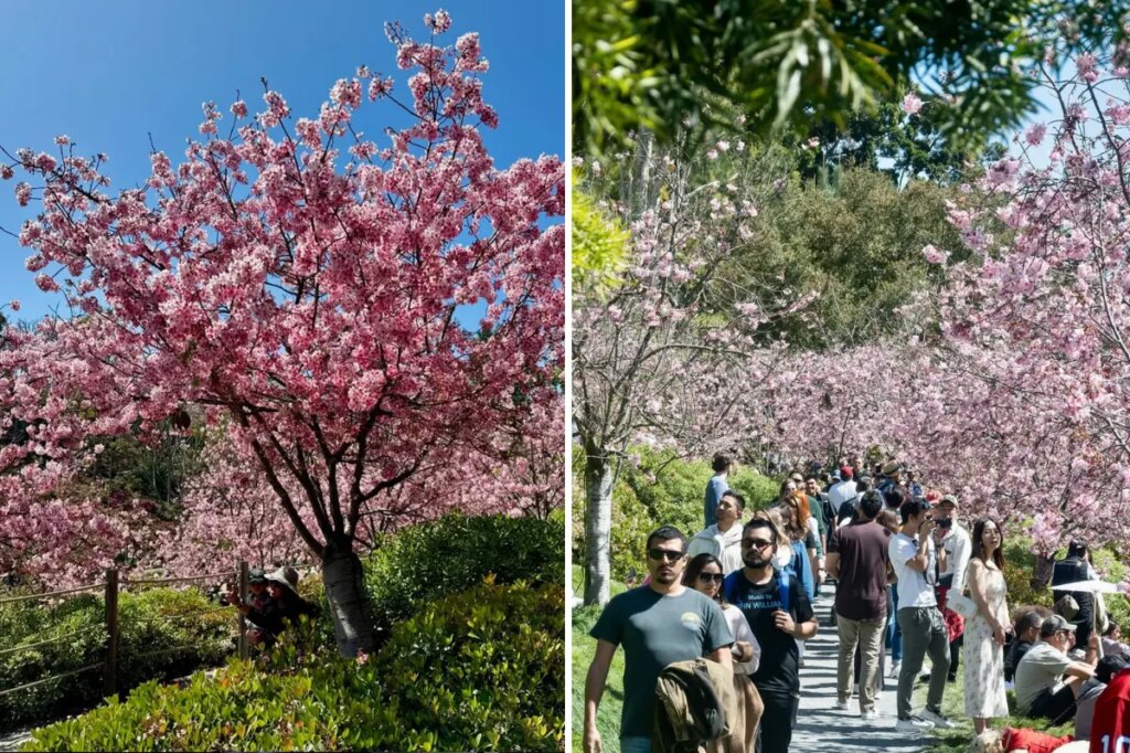 California’s ‘Little Japan’ features 200 cherry trees about to hit peak bloom in one of the region’s largest gardens