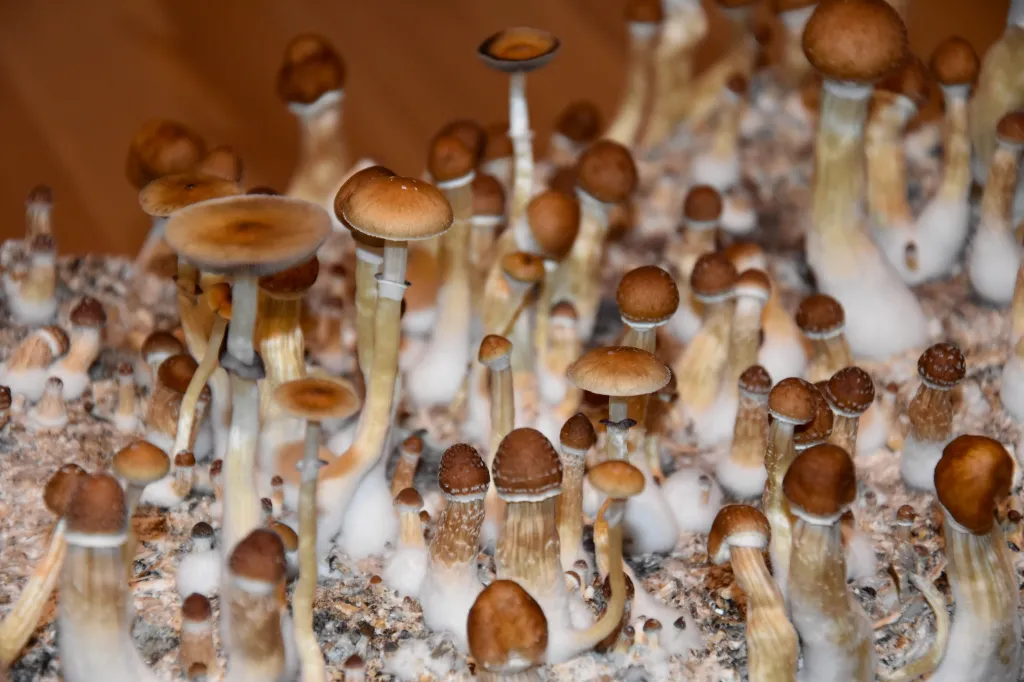 Close-up of a dense crop of Psilocybe cubensis mushrooms with varying cap and stem sizes.