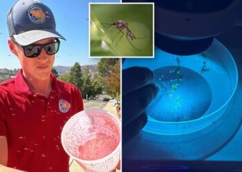 Year-round mosquitos are thriving in LA — and the solution could cost residents
