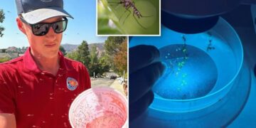 Year-round mosquitos are thriving in LA — and the solution could cost residents