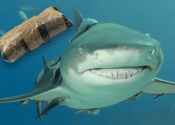Cocaine-fueled sharks are on the prowl in the Caribbean — scientists blame partying tourists