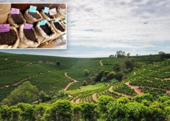 The price of coffee is skyrocketing faster than all other groceries — and the reason goes way beyond tariffs