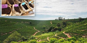 The price of coffee is skyrocketing faster than all other groceries — and the reason goes way beyond tariffs