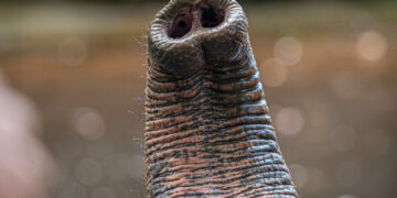 Science Practice | A Study on Elephant Whiskers