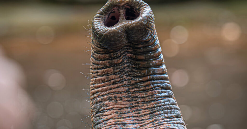 Science Practice | A Study on Elephant Whiskers