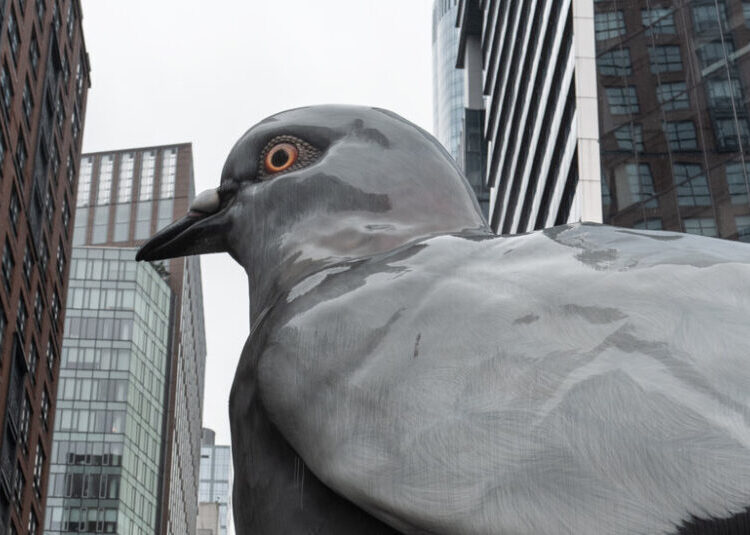 A Giant Pigeon Is Leaving the High Line