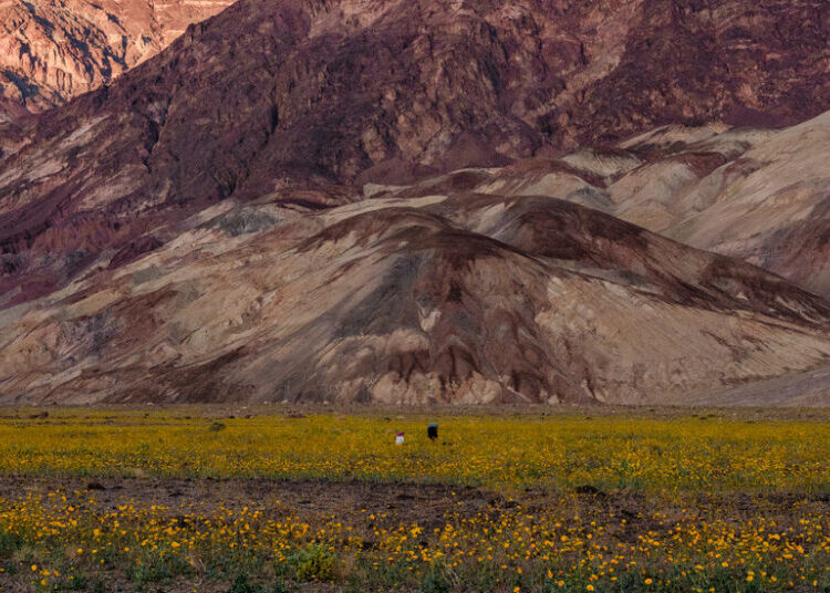 What It Takes for Flowers to Thrive in the Hottest, Driest Place in North America