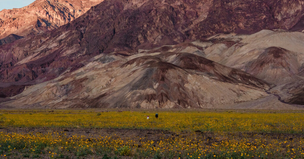 What It Takes for Flowers to Thrive in the Hottest, Driest Place in North America