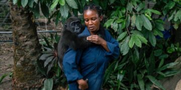 The Race to Stop Wildlife Trafficking in Africa