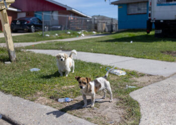 The Pets Left Behind When Their Owners Are Deported