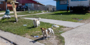 The Pets Left Behind When Their Owners Are Deported